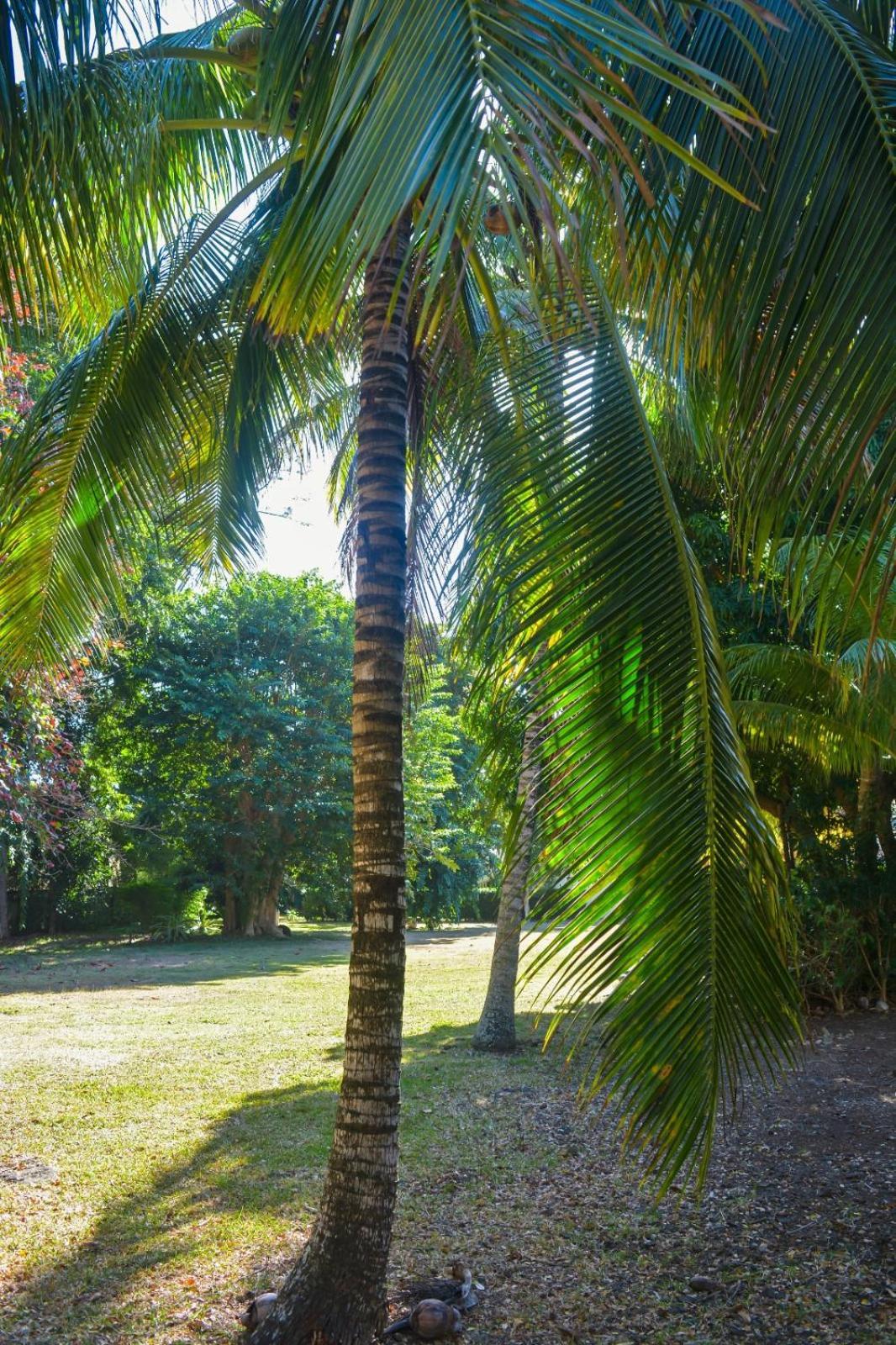 Wolmar Flic En Flac 3 Bedroom Beach Villa エクステリア 写真